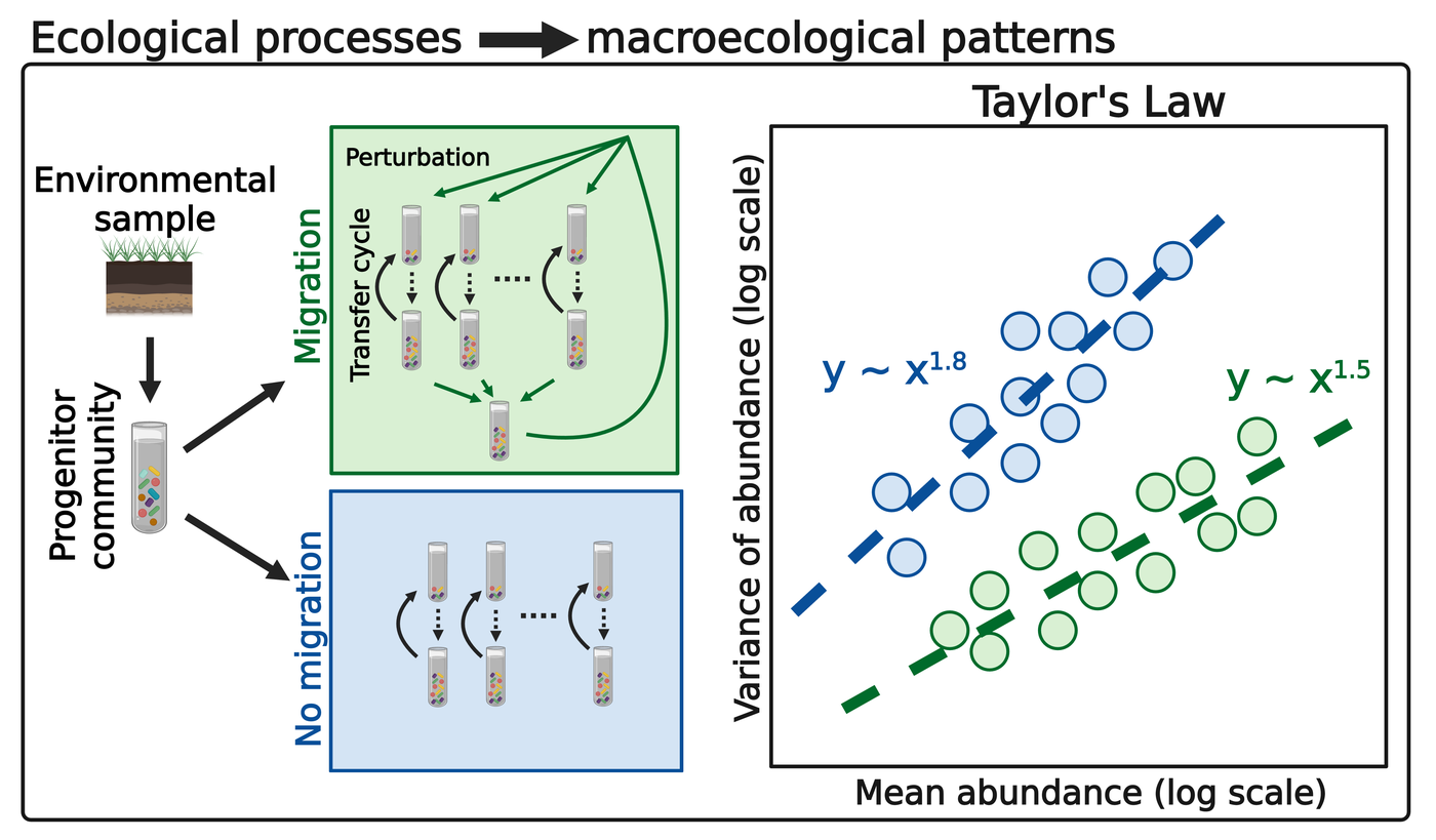 An environmental sample seeds a progenitor community, which is split into two experimental regimes: one with migration and periodic perturbation between replicate tubes, one without. The resulting communities are compared through Taylor's law — variance of abundance against mean abundance on log axes — where the two regimes give different scaling exponents, roughly 1.8 without migration and 1.5 with it.