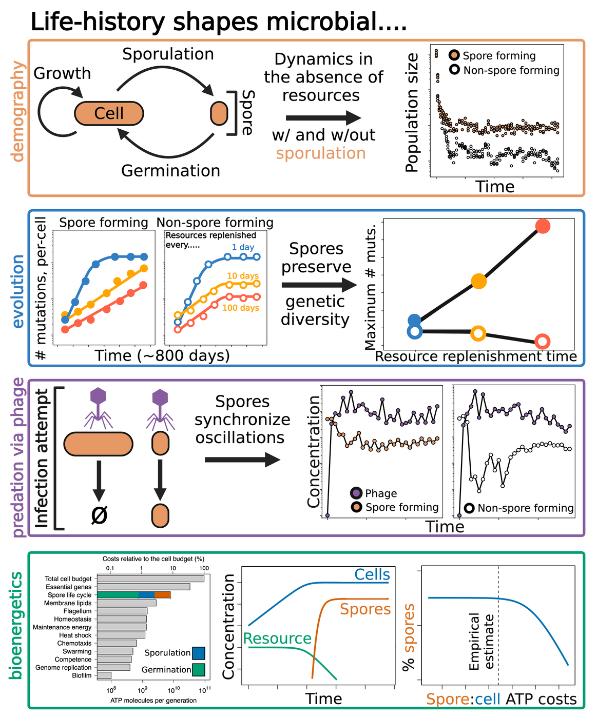 Four-panel schematic of how a dormant life history changes microbial biology. Demography: cells sporulate and germinate, and populations that can form spores persist at higher numbers than those that cannot once resources run out. Evolution: mutations accumulate more slowly the longer resources are withheld, and spore-forming populations retain more genetic diversity than non-spore-forming ones. Predation: phage cannot productively infect spores, which synchronises phage-host oscillations. Bioenergetics: the spore life cycle costs a few per cent of a cell's ATP budget, and the fraction of the population that sporulates falls as that cost rises.